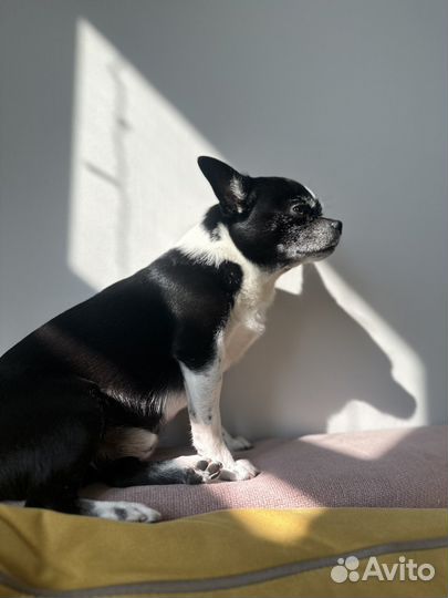 Вязка собак чихуахуа