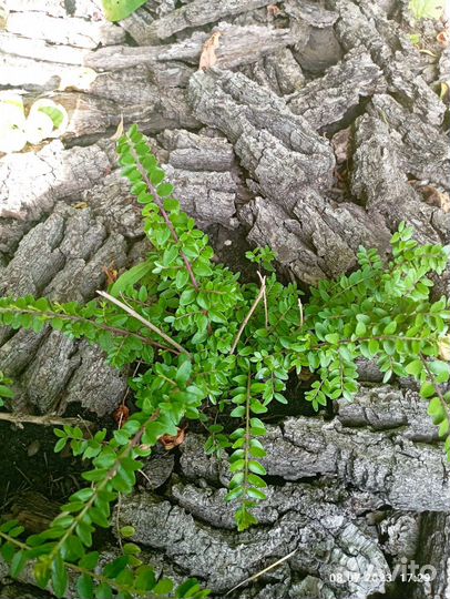 Растения для сада