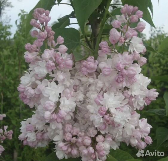 Сирень Красавица Москвы, Ами Шот