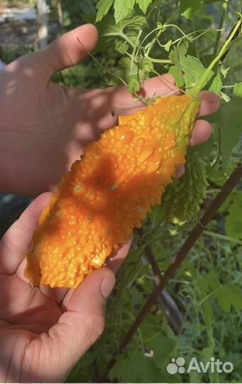 Семена мамордики