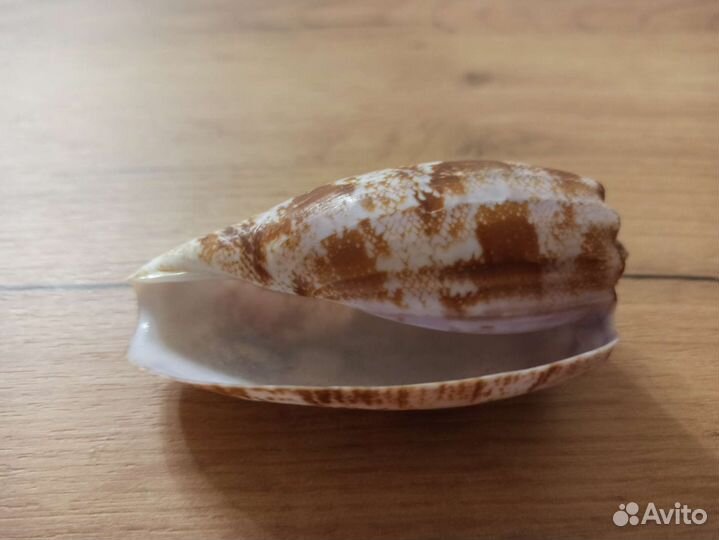 Морская раковина