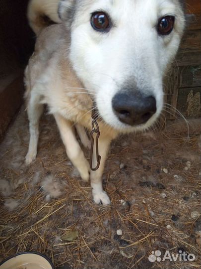 Собаки лайки