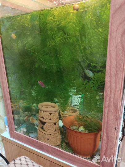 Роголистник