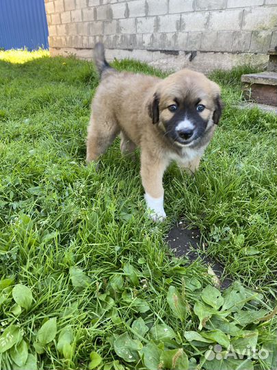 Щенки алабая