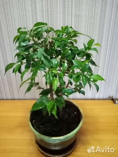 Фикус бенджамина Наташа