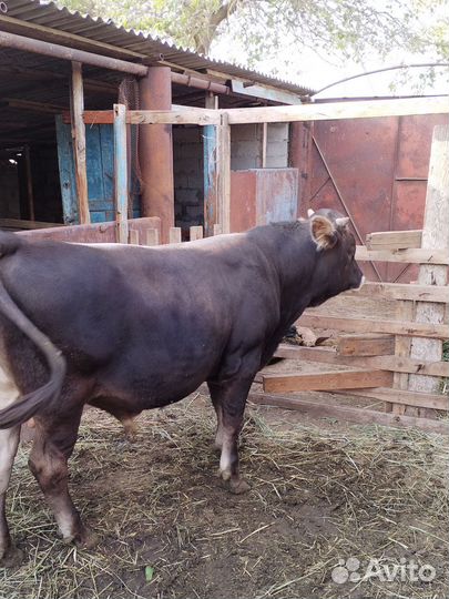 Джерсейский бык на племя