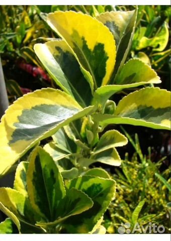 Сансевьерия иЭуфорбия