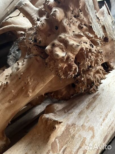 Березовый кап, сувель