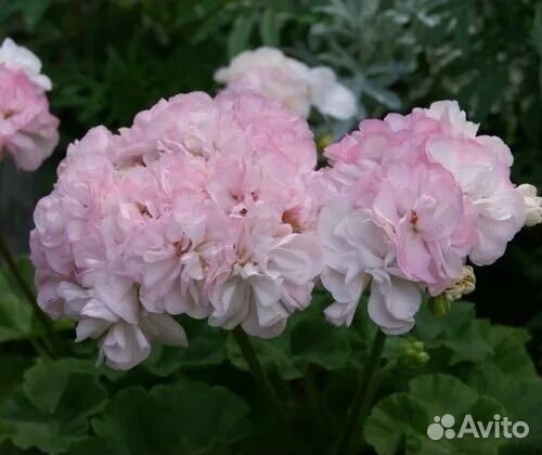 Герань (пеларгония) несколько сортов