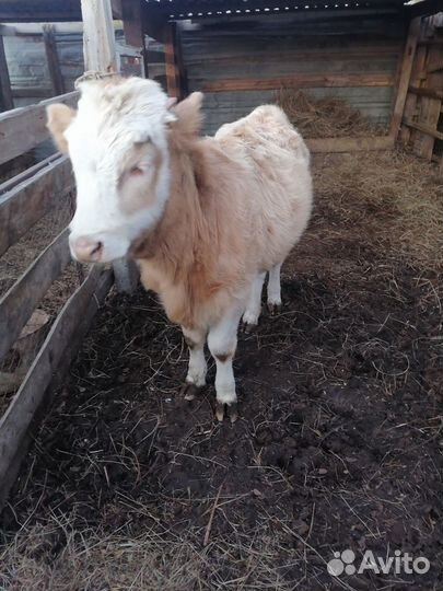 Коров, тёлку. Мясо