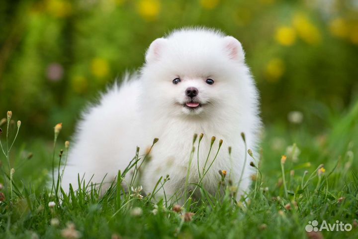 Померанский шпиц медвежьего типа