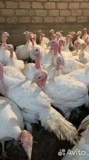 Индюшата виктория