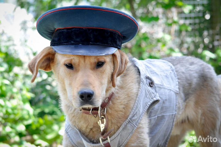 Собака в добрые руки отдам бесплатно
