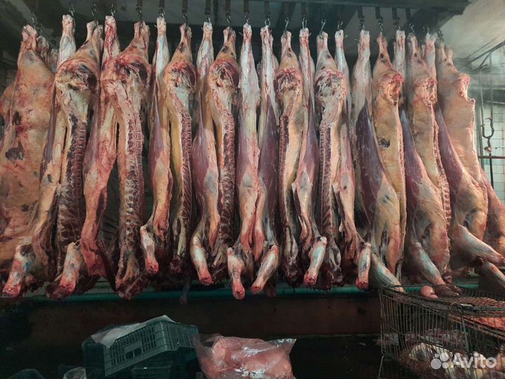 Продам мясо говядины