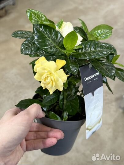 Гардения жасминовидная