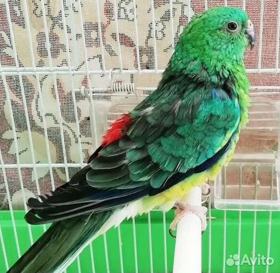 Корелла, певчие, чехи (В.В.П), неразлучники молодь