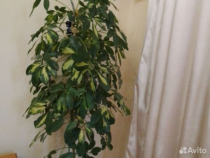 Шефлера Герда