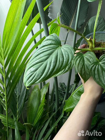 Филодендрон