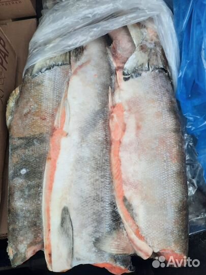 Горбуша, нерка, форель