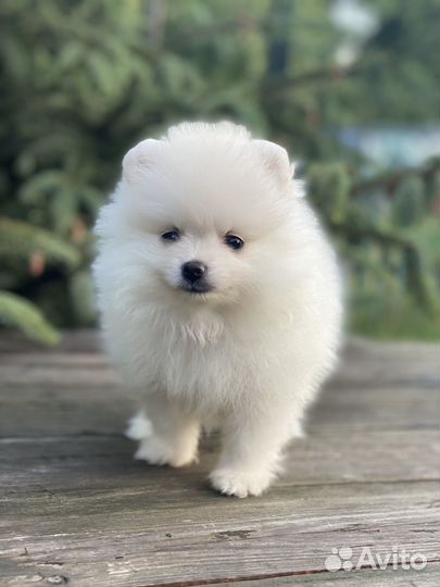 Шпицули девочки