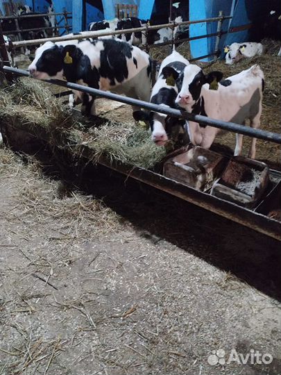 Телята бычкии