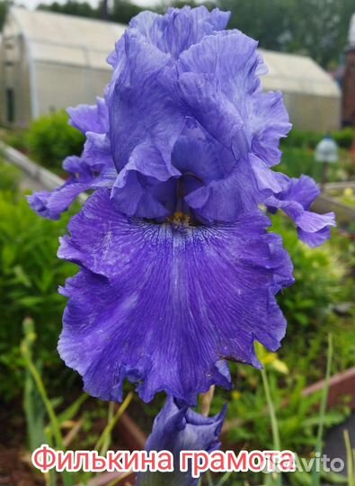 Ирис Сортовой