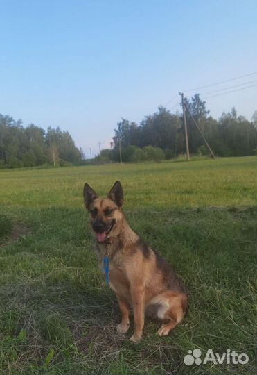 Метис овчарки