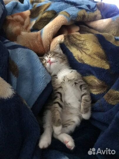 Кошка в добрые руки