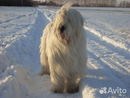 Щенки южнорусской овчарки