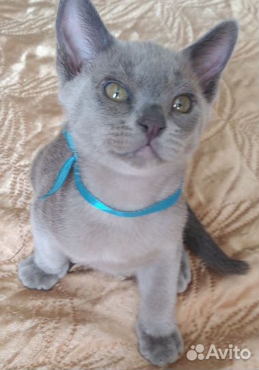 Котята европейской бурмы