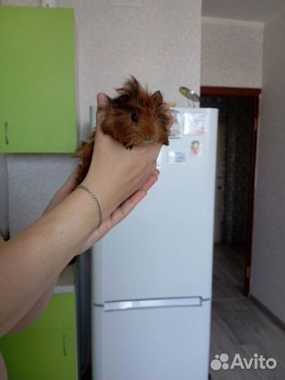 Морская свинка розетка