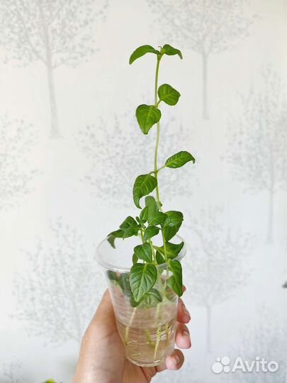 Ростки фуксии