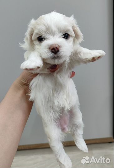 Щенки мальтийской болонки