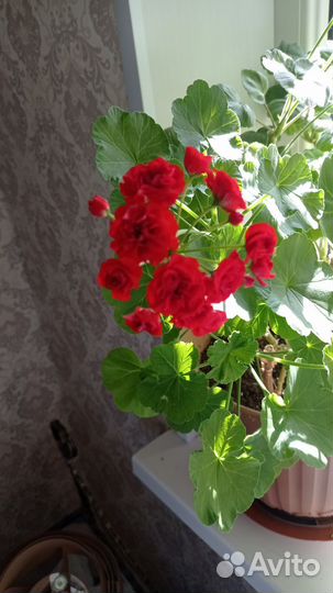 Пеларгония герань