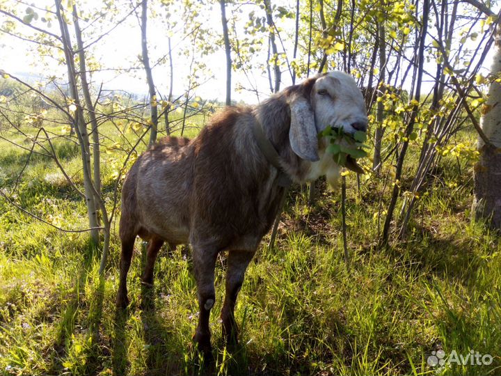 Англо нубийские козочки