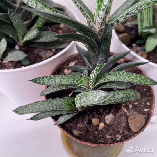 Гастерия и хавортия разные