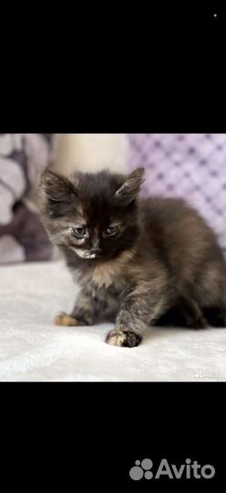 Кошечка ищет дом