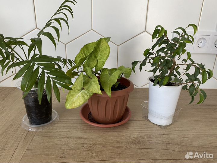 Фикус, хамедорея, сингониум, алоэ