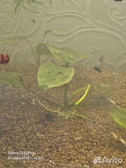 Снежинки валлиферы