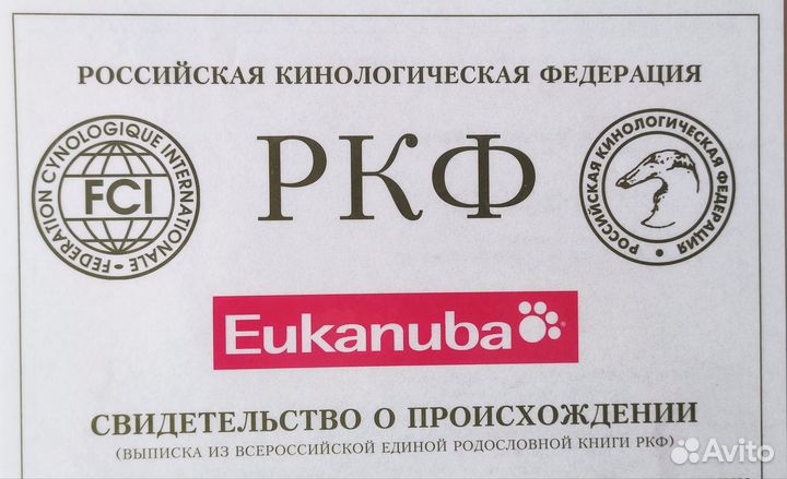 Элитный йоркширский терьер для вязки