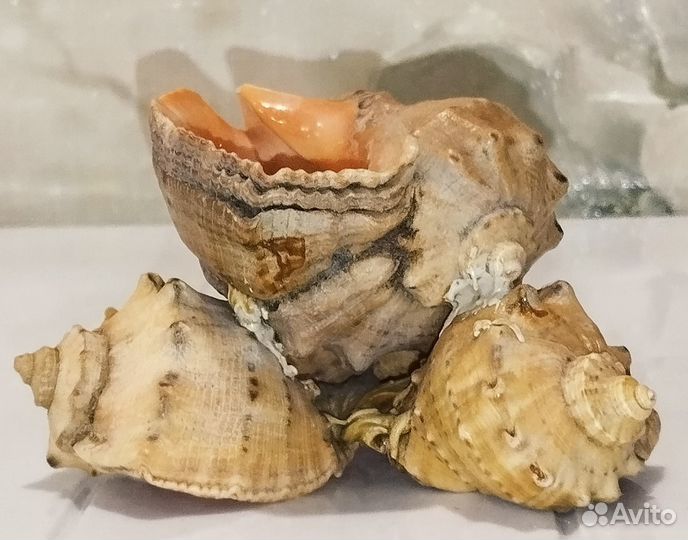 Морские ракушки