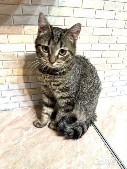 Котёнок 4 мес