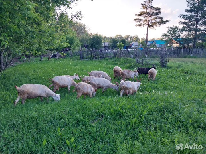 Молочные козы