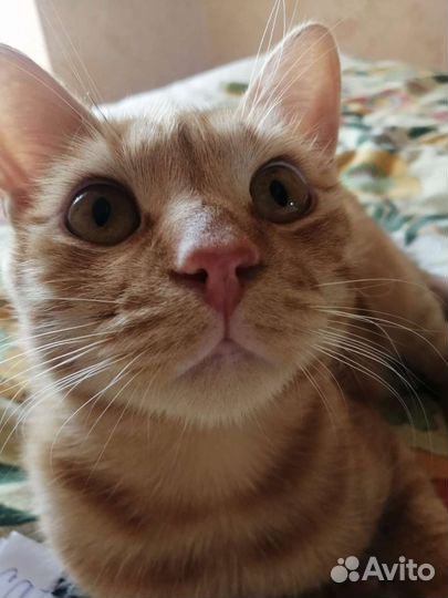 Рыжий красавец