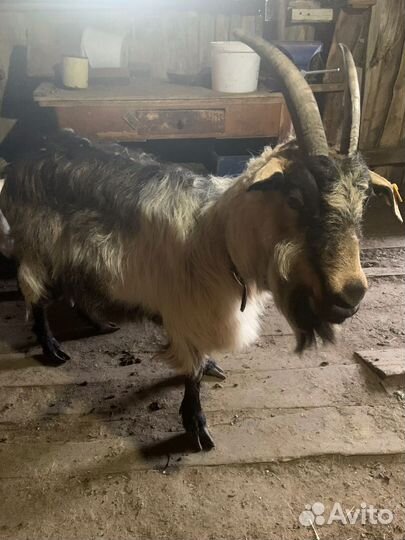 Козел, козы дойные, козлы на мясо