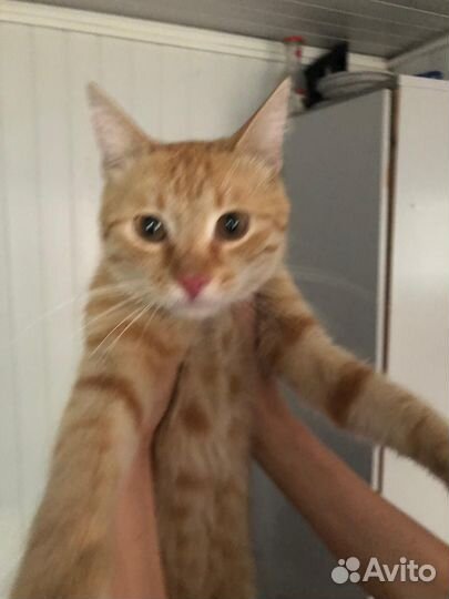 Рыжий котик в добрые руки