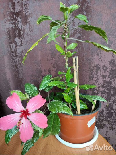 Гибискус Купера