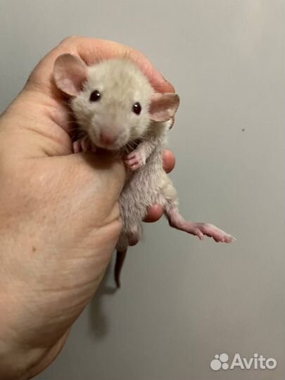 Крысята Дамбо кудрявые и разные