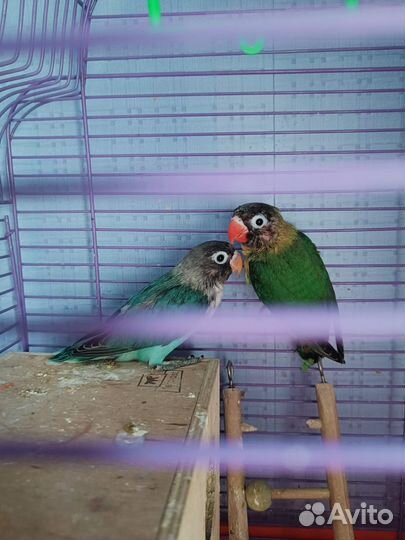 Неразлучник синий