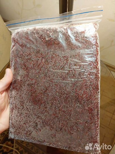 Мотыль Мелкий и Крупный, Артемия, Коретра